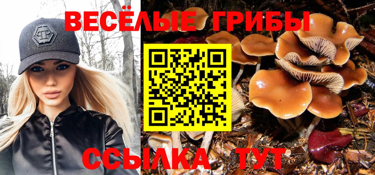 Галлюциногенные грибы Psilocybe Североморск